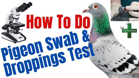 racing pigeon droppings testing|How to Do Pigeon Swab and Droppings Test Racing Pigeons.